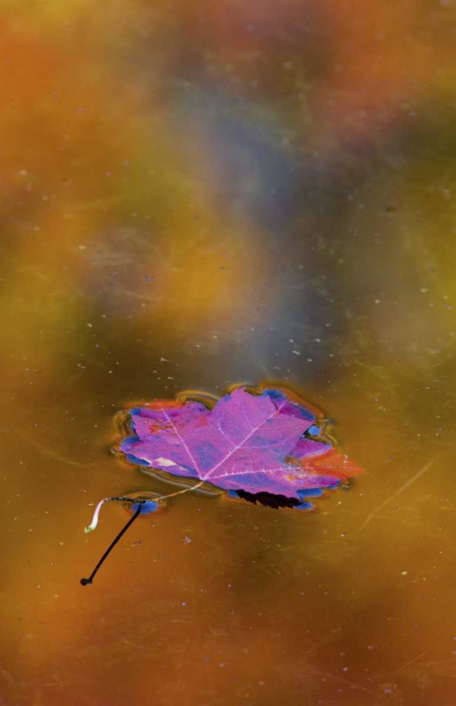 Canada, Quebec Autumn leaf on pond art print by Gilles Delisle for $57.95 CAD